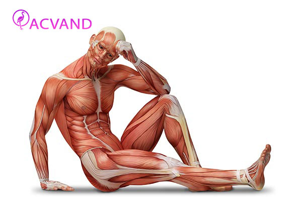 نقش ورزش در عضلات بدن
